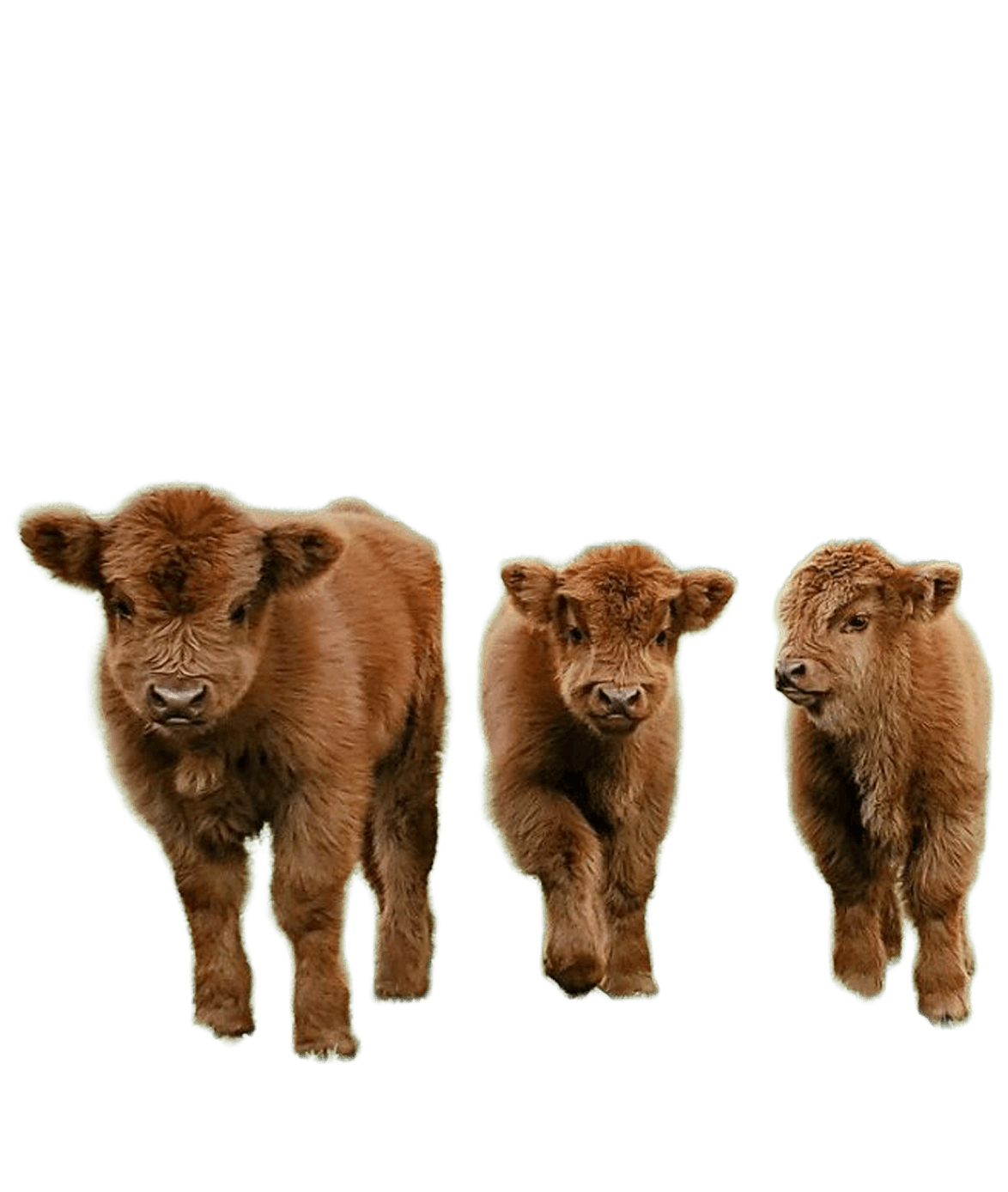 Golden Hollow Ranch Highland Cows